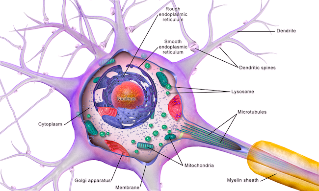 what-causes-NCL