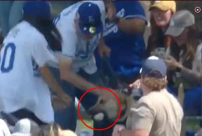 Home Run Catching dog shares ball with owner